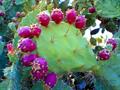 Opuntia ficus-india